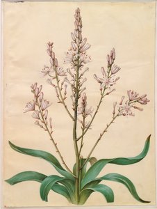 Asphodelus ramosus de Johannes Simon Holtzbecker